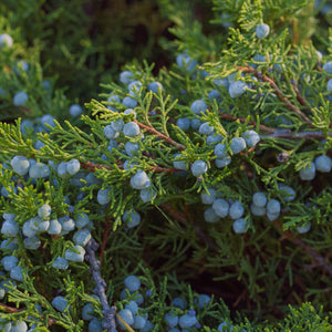 Juniper Berry. The most common juniper berry used for gin production, and the one we use here for Conniption Gin at Durham Distillery, is the Juniperus communis.