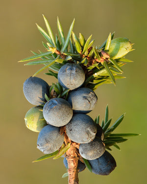 Juniper berry used to make gin.